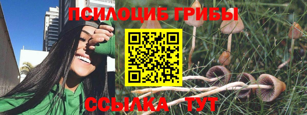 Красный Сулин  Псилоцибиновые грибы Cubensis  Вход с VPN 